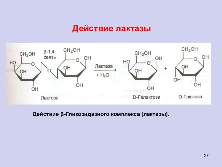 Действие лактазы Действие β-Гликозидазного комплекса (лактазы).