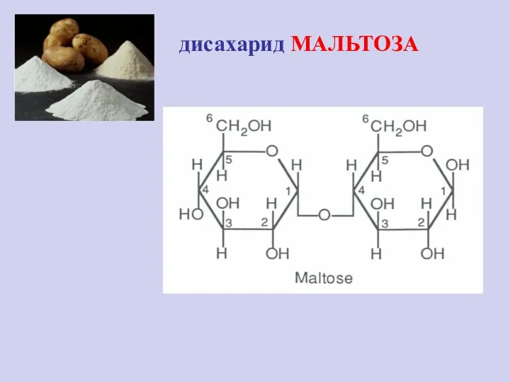 дисахарид МАЛЬТОЗА