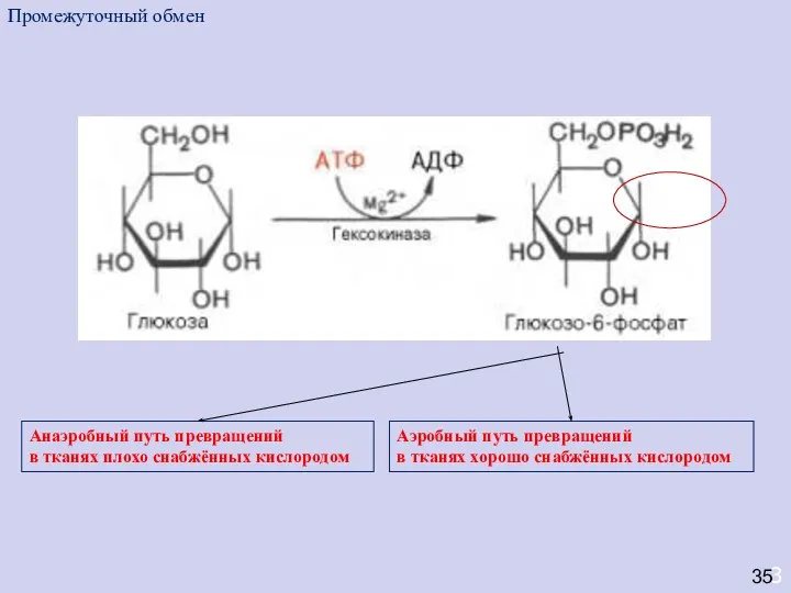 3 35 Анаэробный путь превращений в тканях плохо снабжённых кислородом Промежуточный