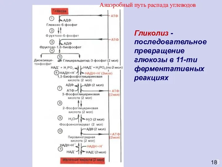 3 Гликолиз - последовательное превращение глюкозы в 11-ти ферментативных реакциях 18 Анаэробный путь распада углеводов