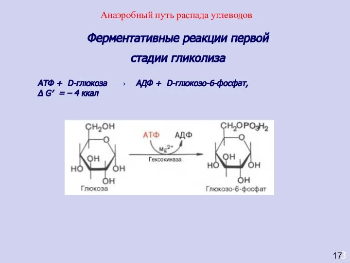 3 Ферментативные реакции первой стадии гликолиза AТФ + D-глюкоза → АДФ