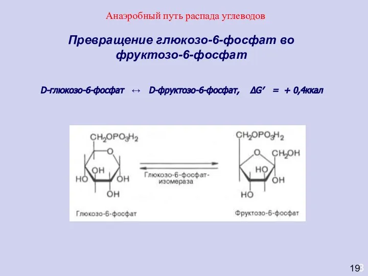 3 Превращение глюкозо-6-фосфат во фруктозо-6-фосфат D-глюкозо-6-фосфат ↔ D-фруктозо-6-фосфат, ΔG′ = +