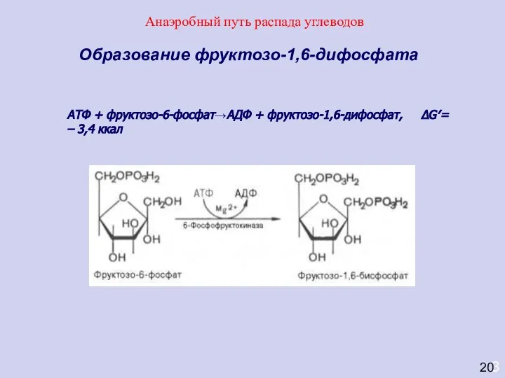 3 Образование фруктозо-1,6-дифосфата АТФ + фруктозо-6-фосфат→АДФ + фруктозо-1,6-дифосфат, ΔG′= – 3,4