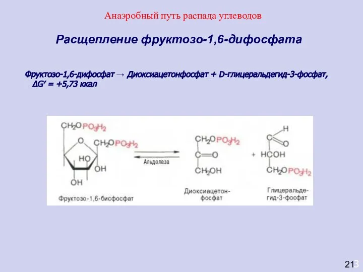 3 Расщепление фруктозо-1,6-дифосфата Фруктозо-1,6-дифосфат → Диоксиацетонфосфат + D-глицеральдегид-3-фосфат, ΔG′ = +5,73