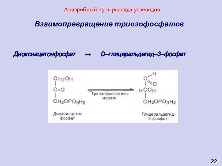 3 Взаимопревращение триозофосфатов Диоксиацетонфосфат ↔ D–глицеральдегид–3–фосфат 22 Анаэробный путь распада углеводов