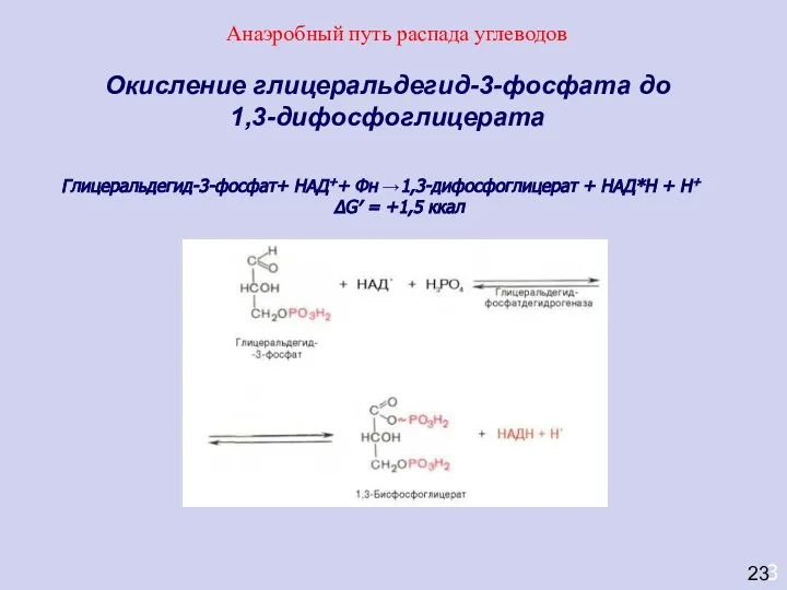 3 Окисление глицеральдегид-3-фосфата до 1,3-дифосфоглицерата Глицеральдегид-3-фосфат+ НАД++ Фн →1,3-дифосфоглицерат + НАД*Н