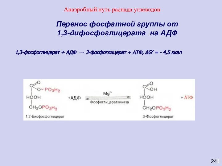 3 Перенос фосфатной группы от 1,3-дифосфоглицерата на АДФ 1,3-фосфоглицерат + АДФ