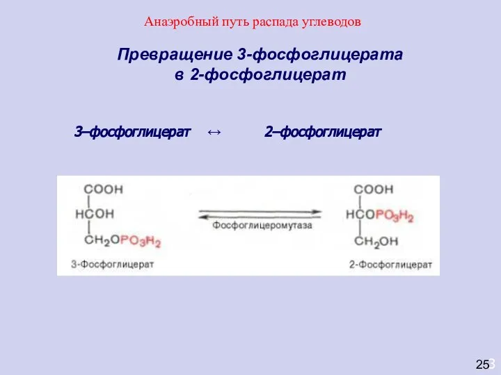 3 Превращение 3-фосфоглицерата в 2-фосфоглицерат 3–фосфоглицерат ↔ 2–фосфоглицерат 25 Анаэробный путь распада углеводов