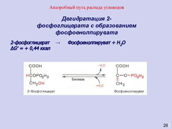 3 Дегидратация 2-фосфоглицерата с образованием фосфоенолпирувата 2-фосфоглицерат → Фосфоенолпируват + Н2О