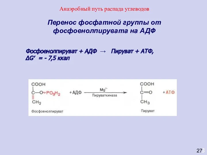 3 Перенос фосфатной группы от фосфоенолпирувата на АДФ Фосфоенолпируват + АДФ