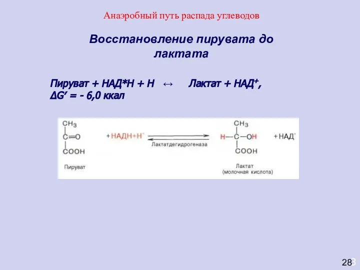 3 Восстановление пирувата до лактата Пируват + НАД*Н + Н ↔