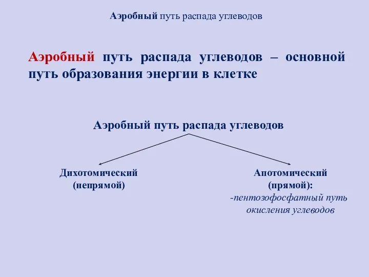 Аэробный путь распада углеводов Аэробный путь распада углеводов – основной путь