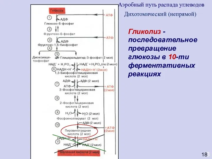 3 Гликолиз - последовательное превращение глюкозы в 10-ти ферментативных реакциях 18