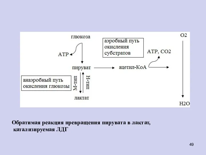 Обратимая реакция превращения пирувата в лактат, катализируемая ЛДГ