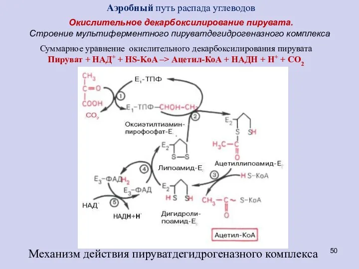 Окислительное декарбоксилирование пирувата. Строение мультиферментного пируватдегидрогеназного комплекса Механизм действия пируватдегидрогеназного комплекса