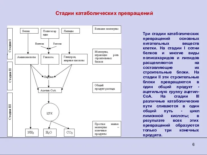 Стадии катаболических превращений Три стадии катаболических превращений основных питательных веществ клетки.