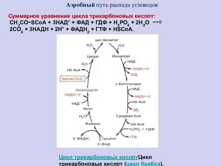 Аэробный путь распада углеводов Цикл трикарбоновых кислотЦикл трикарбоновых кислот (цикл Кребса).