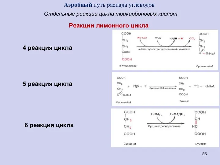 Отдельные реакции цикла трикарбоновых кислот Реакции лимонного цикла 4 реакция цикла