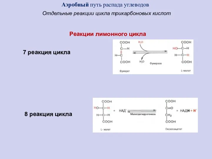 7 реакция цикла 8 реакция цикла Аэробный путь распада углеводов Отдельные