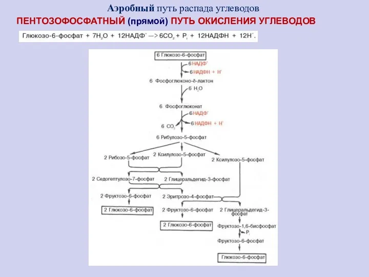 ПЕНТОЗОФОСФАТНЫЙ (прямой) ПУТЬ ОКИСЛЕНИЯ УГЛЕВОДОВ Аэробный путь распада углеводов