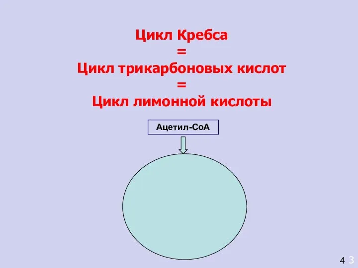 Цикл Кребса = Цикл трикарбоновых кислот = Цикл лимонной кислоты 3 4 Ацетил-СоА