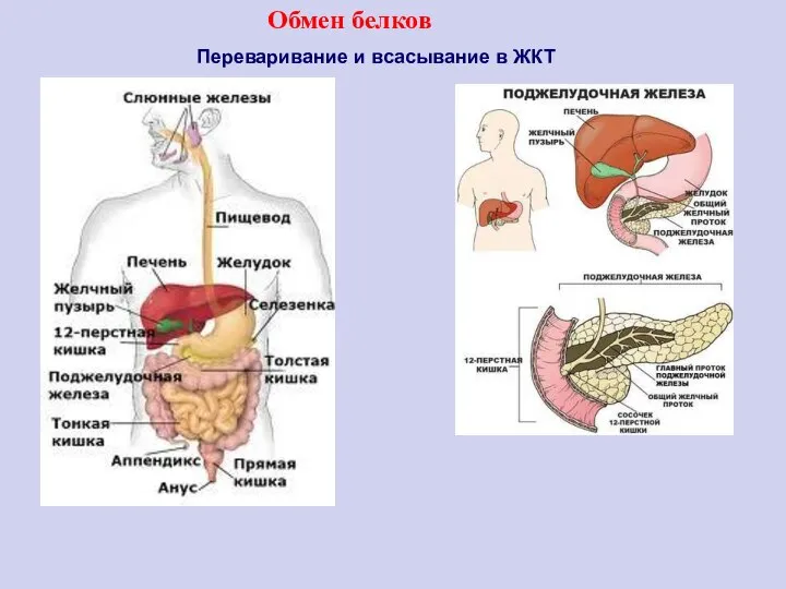 Переваривание и всасывание в ЖКТ Обмен белков