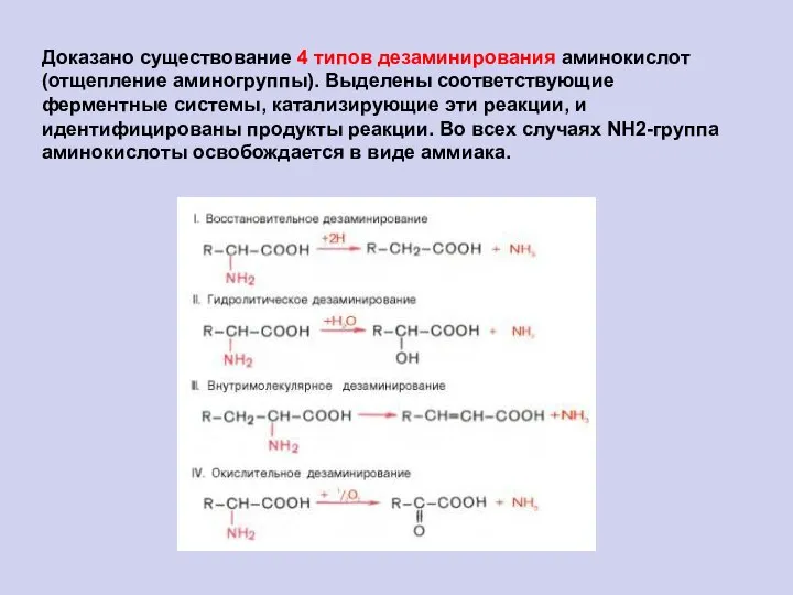 Доказано существование 4 типов дезаминирования аминокислот (отщепление аминогруппы). Выделены соответствующие ферментные