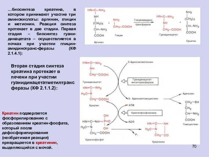 …биосинтеза креатина, в котором принимают участие три аминокислоты: аргинин, глицин и