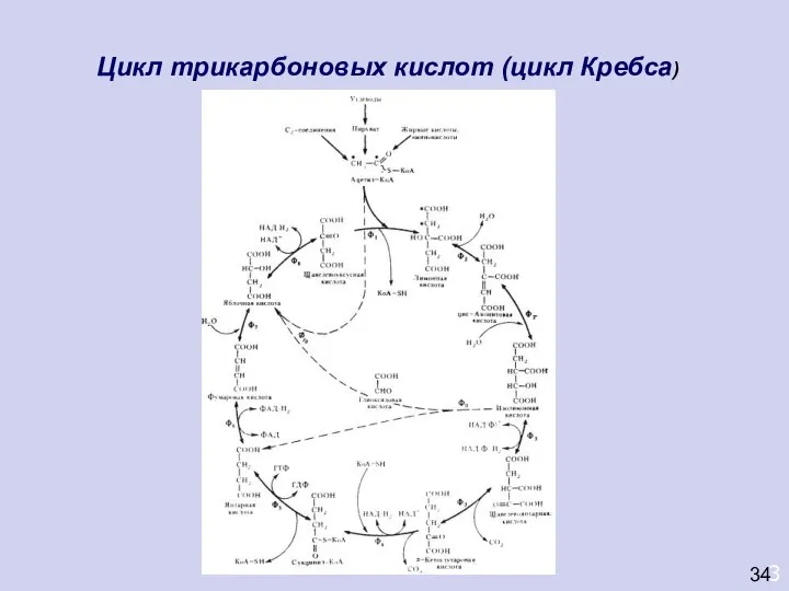 3 Цикл трикарбоновых кислот (цикл Кребса) 34