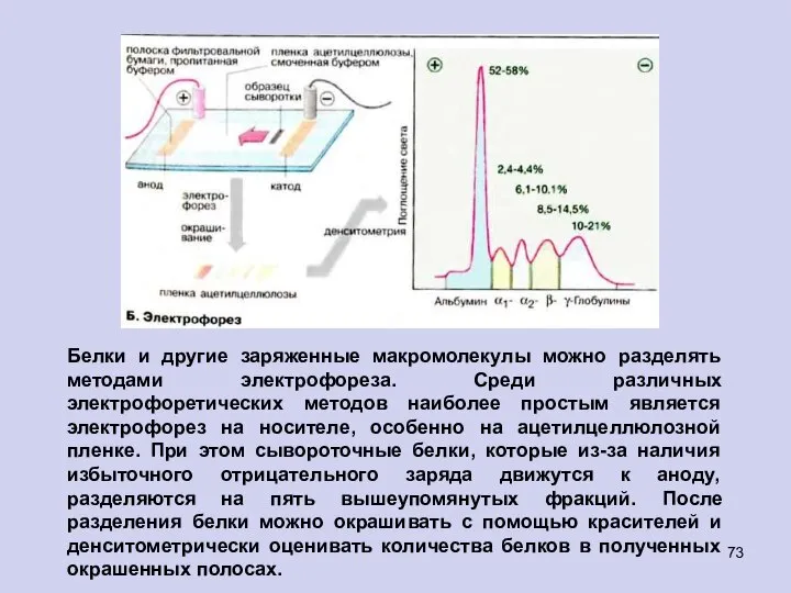 Белки и другие заряженные макромолекулы можно разделять методами электрофореза. Среди различных