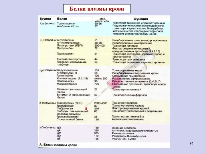 Белки плазмы крови