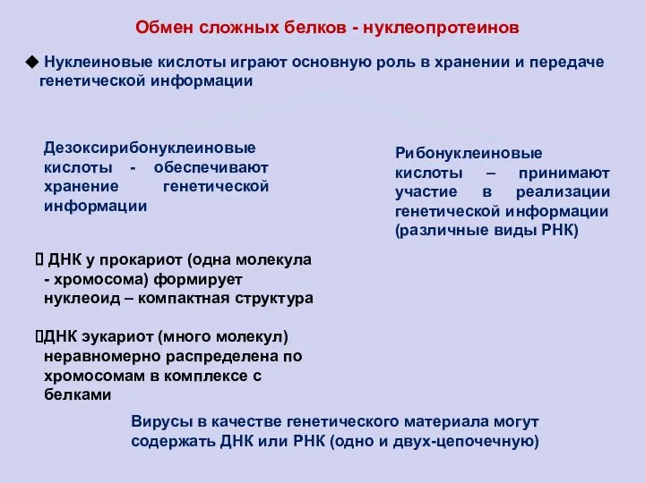 Нуклеиновые кислоты играют основную роль в хранении и передаче генетической информации