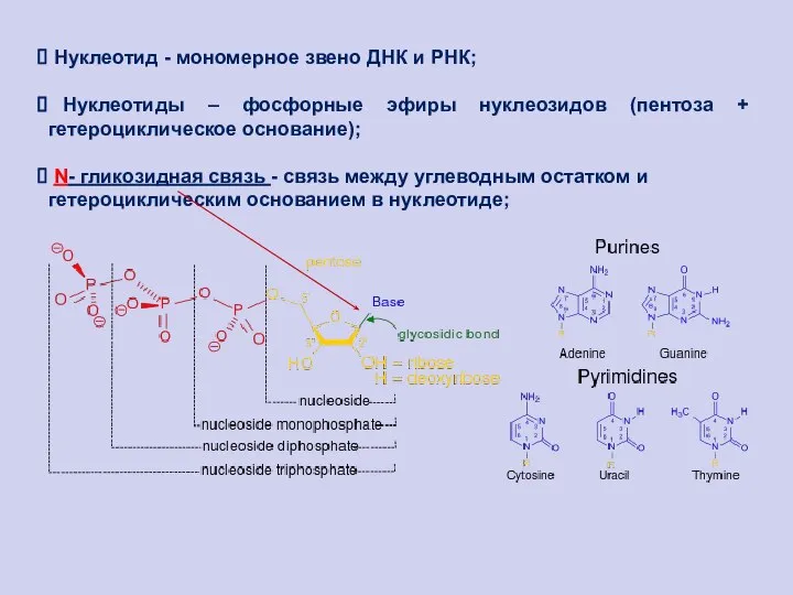 Нуклеотид - мономерное звено ДНК и РНК; Нуклеотиды – фосфорные эфиры