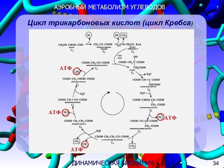 АЭРОБНЫЙ МЕТАБОЛИЗМ УГЛЕВОДОВ 3 ДИНАМИЧЕСКАЯ БИОХИМИЯ Цикл трикарбоновых кислот (цикл Кребса) 34