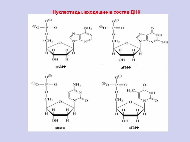 Нуклеотиды, входящие в состав ДНК