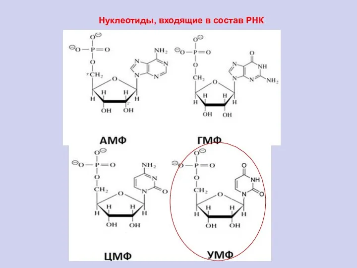 Нуклеотиды, входящие в состав РНК