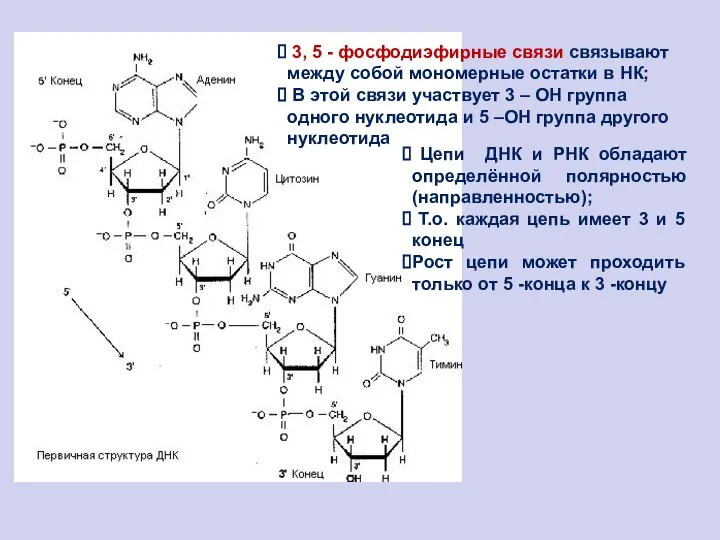 3, 5 - фосфодиэфирные связи связывают между собой мономерные остатки в