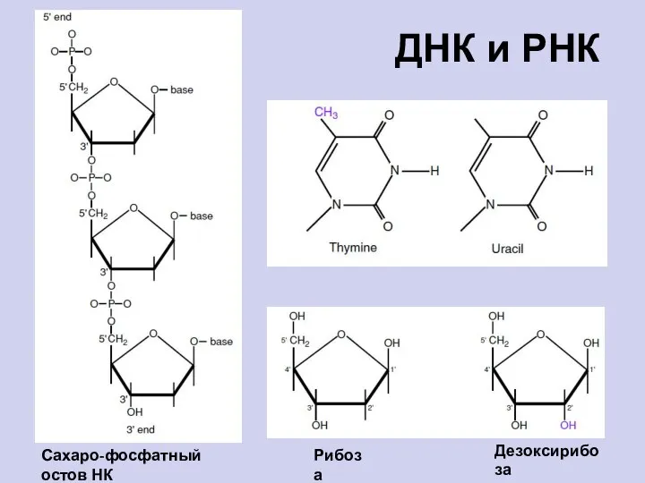 ДНК и РНК Рибоза Дезоксирибоза Сахаро-фосфатный остов НК