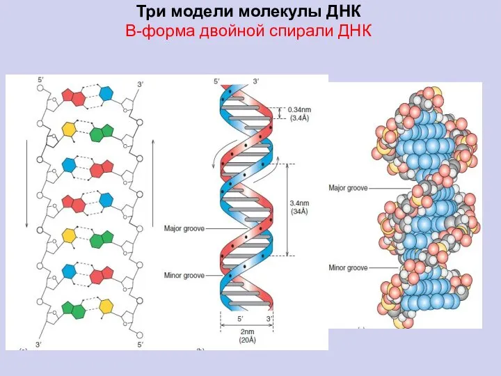 Три модели молекулы ДНК В-форма двойной спирали ДНК