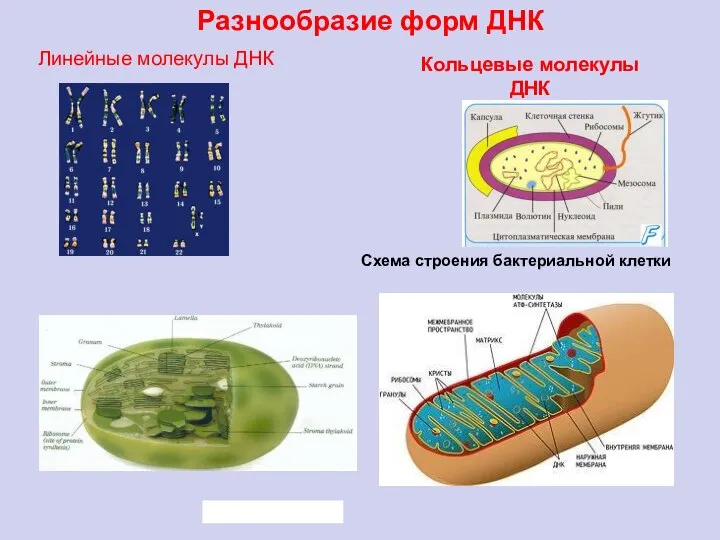 Линейные молекулы ДНК Схема строения бактериальной клетки Кольцевые молекулы ДНК Разнообразие форм ДНК