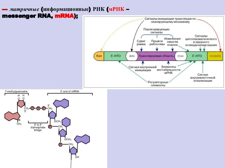 --- матричные (информационные) РНК (мРНК – messenger RNA, mRNA);