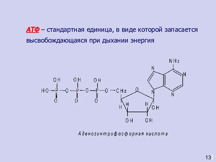 АТФ – стандартная единица, в виде которой запасается высвобождающаяся при дыхании энергия 3 13