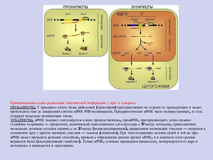 Принципиальная схема реализации генетической информации у про- и эукариот. ПРОКАРИОТЫ. У
