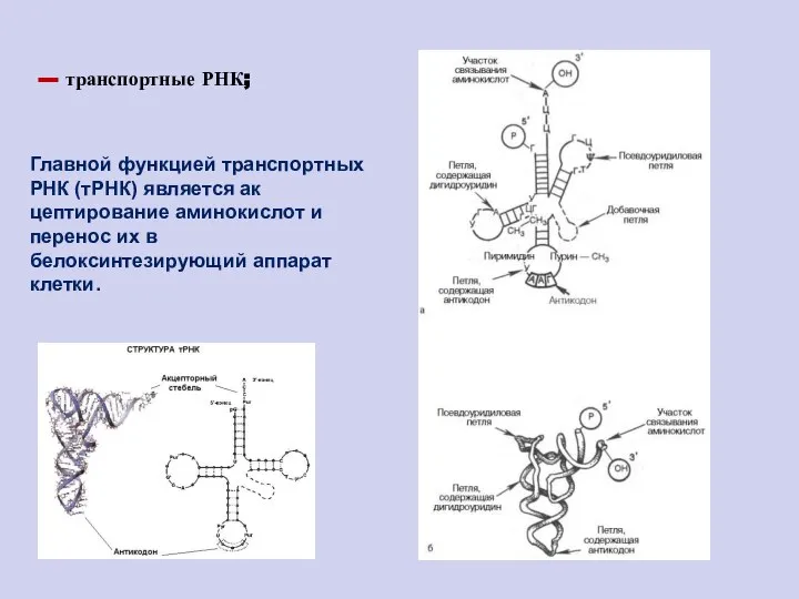 --- транспортные РНК; Главной функцией транспортных РНК (тРНК) является ак­цептирование аминокислот