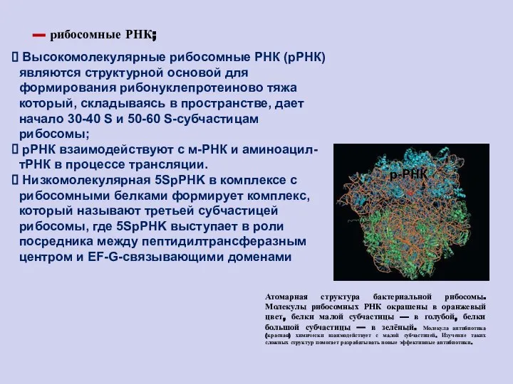 р-РНК Атомарная структура бактериальной рибосомы. Молекулы рибосомных РНК окрашены в оранжевый