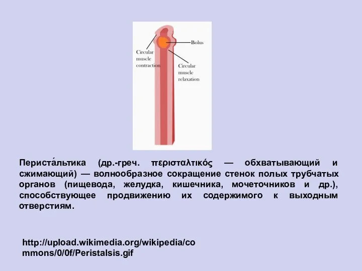 http://upload.wikimedia.org/wikipedia/commons/0/0f/Peristalsis.gif Периста́льтика (др.-греч. περισταλτικός — обхватывающий и сжимающий) — волнообразное сокращение