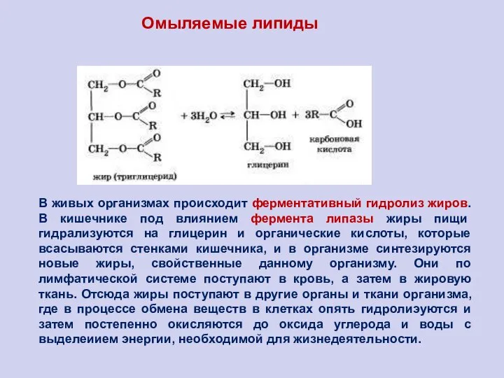 В живых организмах происходит ферментативный гидролиз жиров. В кишечнике под влиянием