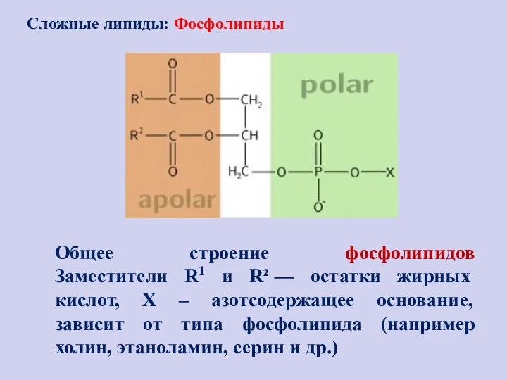 Общее строение фосфолипидов Заместители R1 и R² — остатки жирных кислот,