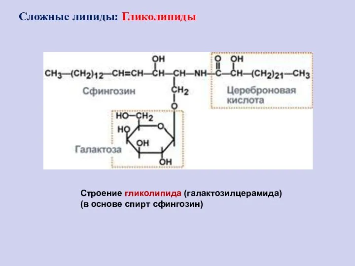 Строение гликолипида (галактозилцерамида) (в основе спирт сфингозин) Сложные липиды: Гликолипиды