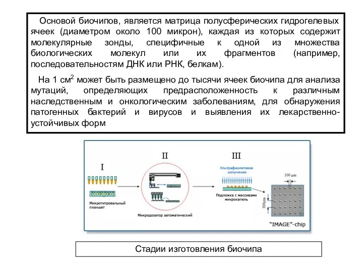 Основой биочипов, является матрица полусферических гидрогелевых ячеек (диаметром около 100 микрон),